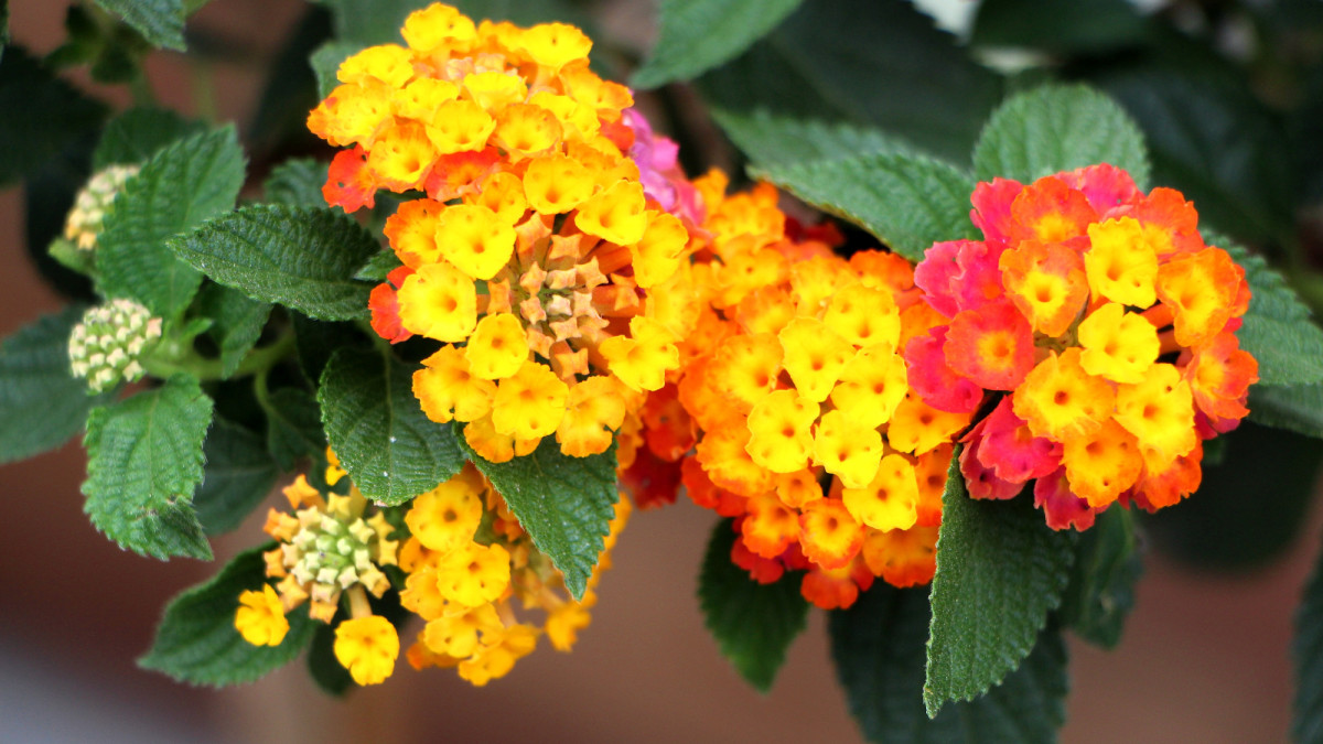 Hanging Basket Flowers Types, Care, and Photos Dengarden