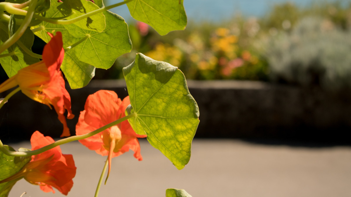 Hanging Basket Flowers Types, Care, and Photos Dengarden