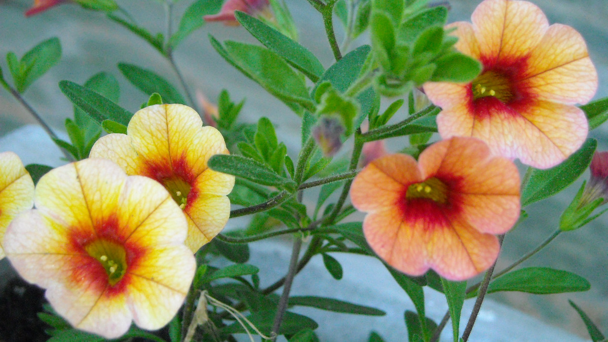 Hanging Basket Flowers Types, Care, and Photos Dengarden