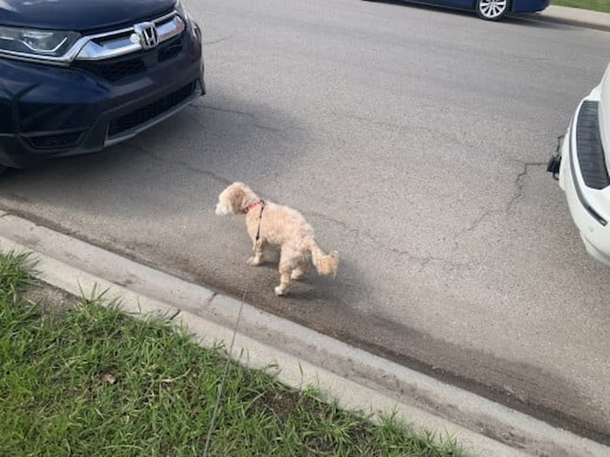 What Does "Curb Your Dog" Mean? Etiquette and Training Tips PetHelpful