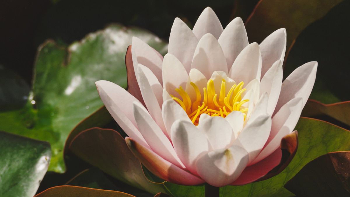 Are lotus flowers hard to grow? 