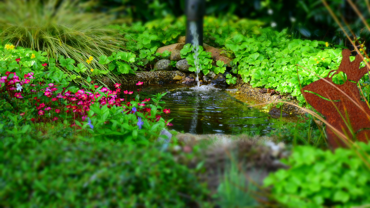 What type of plants are grown in a water garden? 
