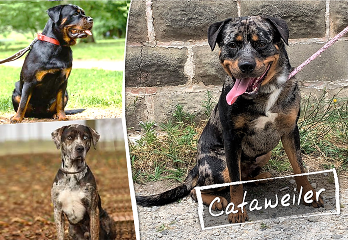 15 Most Popular Rottweiler Mix Dogs - HubPages