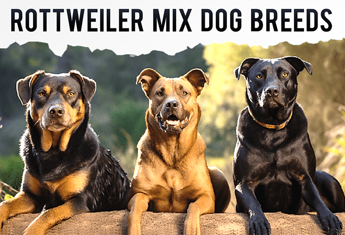 15 Most Popular Rottweiler Mix Dogs