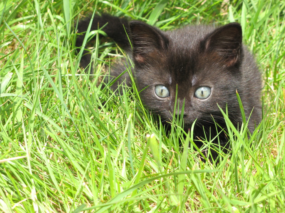 Rabies Scare: A True Story From an American Farm