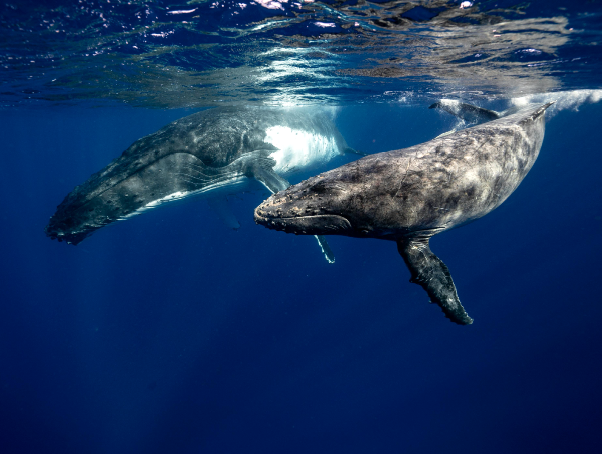 Whale Watching on the East Coast of Australia