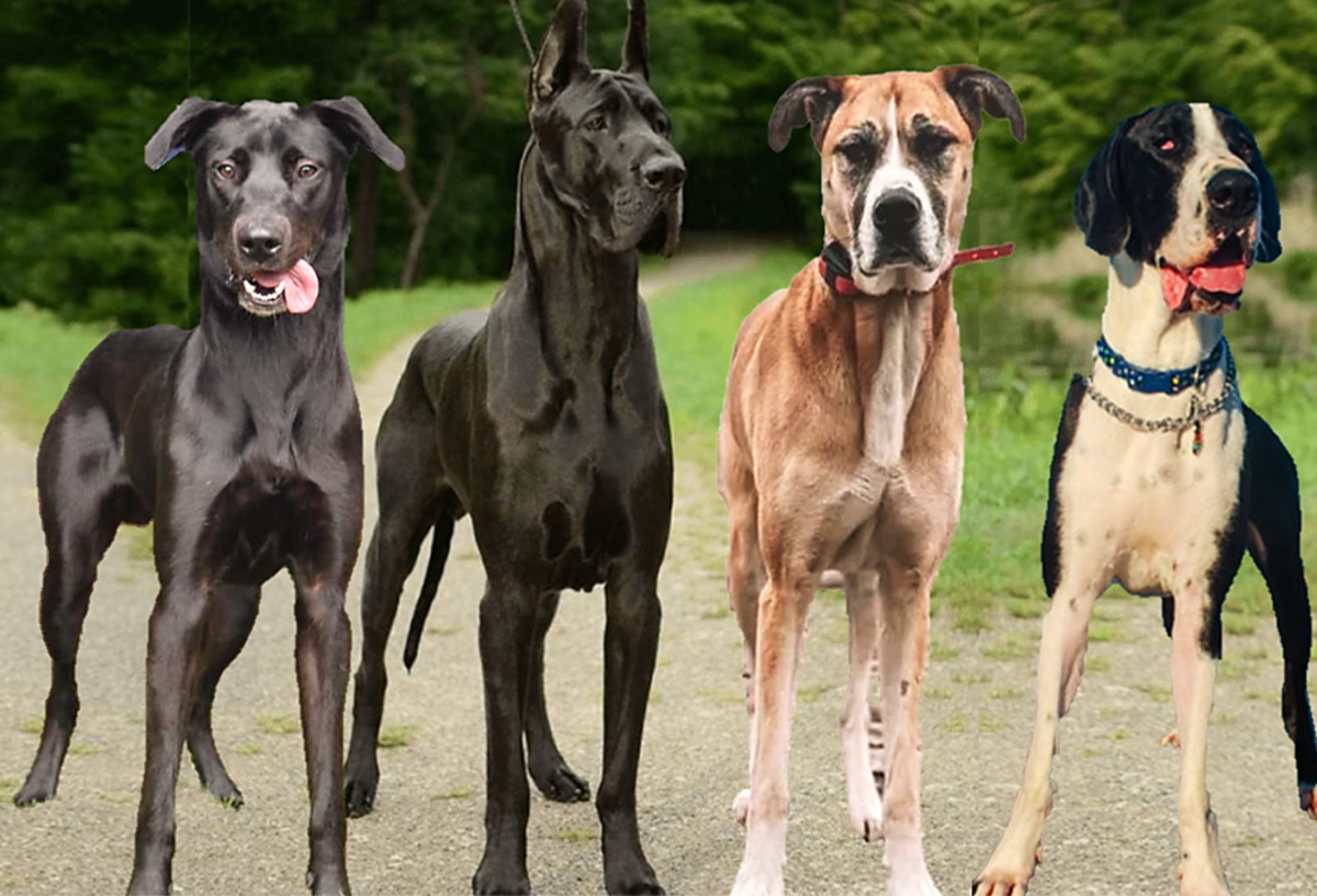 15 Most Popular Great Dane Mix Dogs