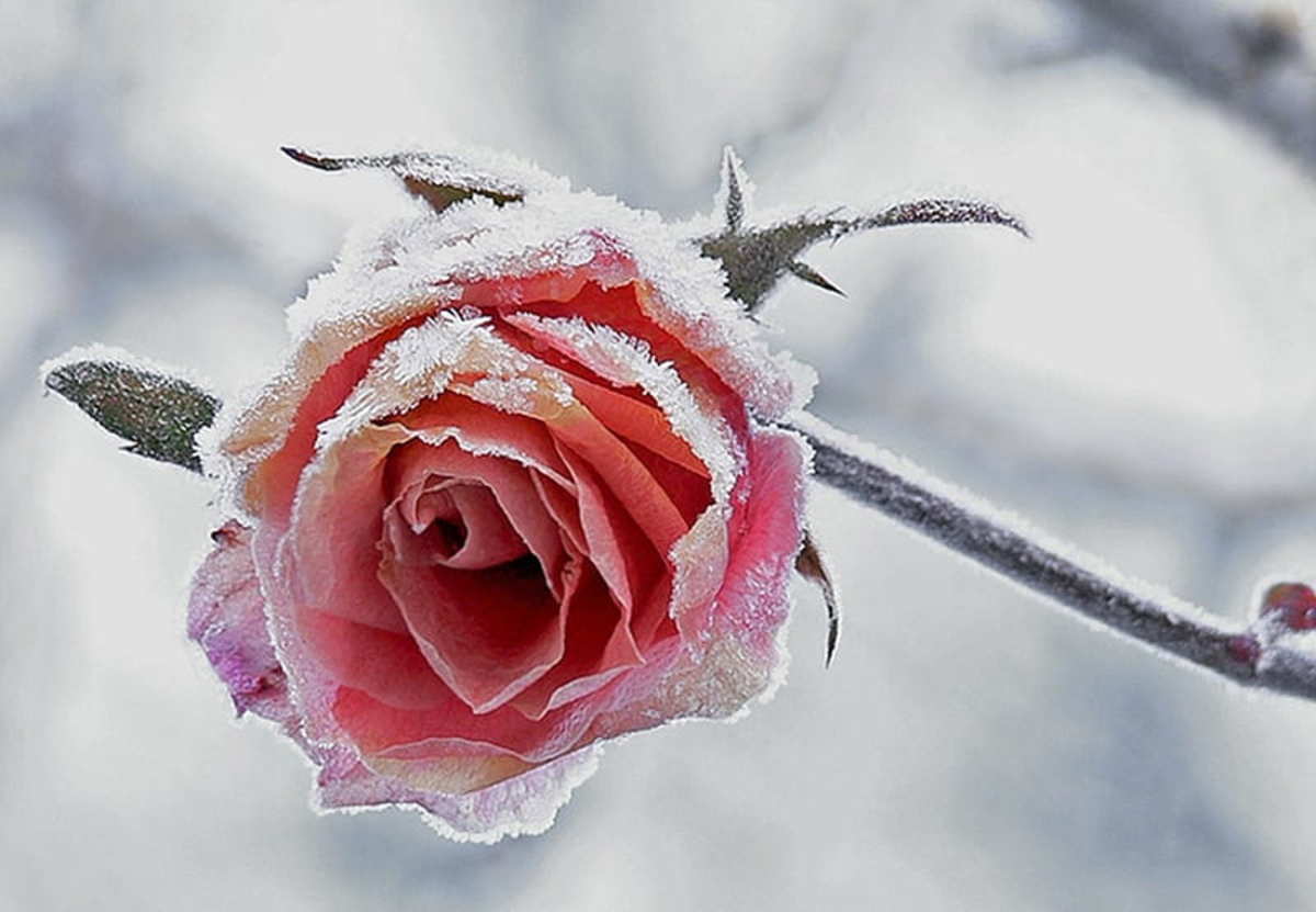 Winterizing Rose Bushes
