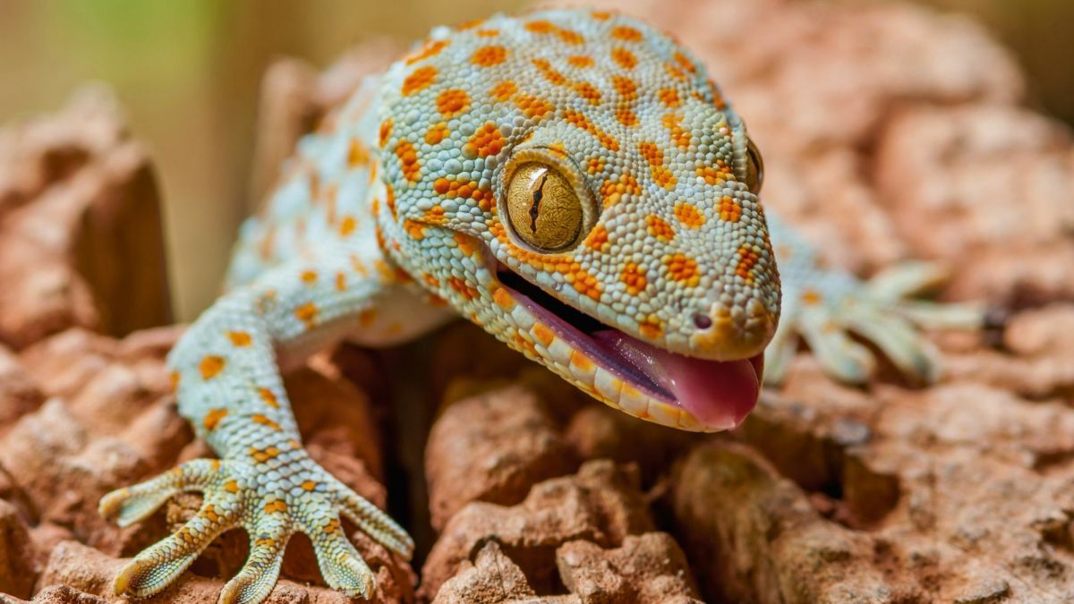 Homemade Gecko Repellant: A Natural Way to Repel Gecko Lizards