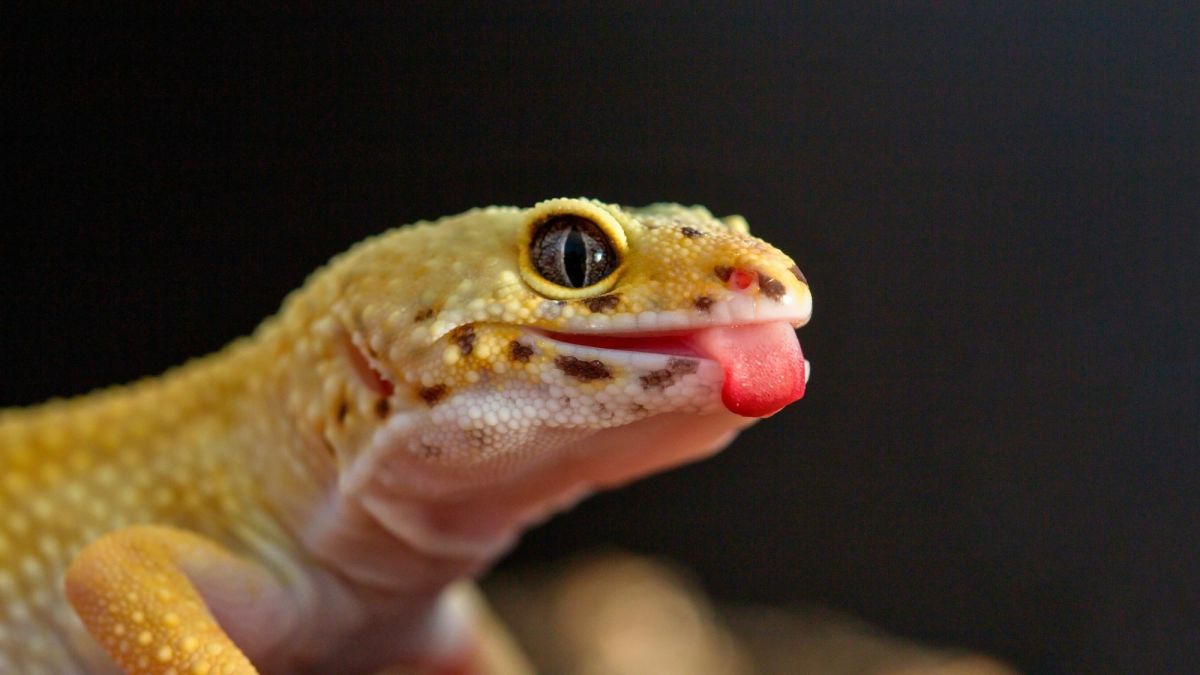 Homemade Gecko Repellant A Natural Way to Repel Gecko Lizards Dengarden