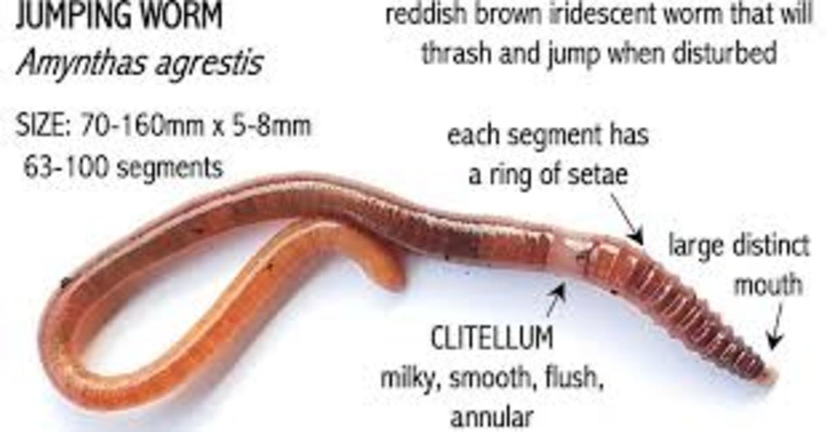 The Threat of the Asian Jumping Worm - Owlcation