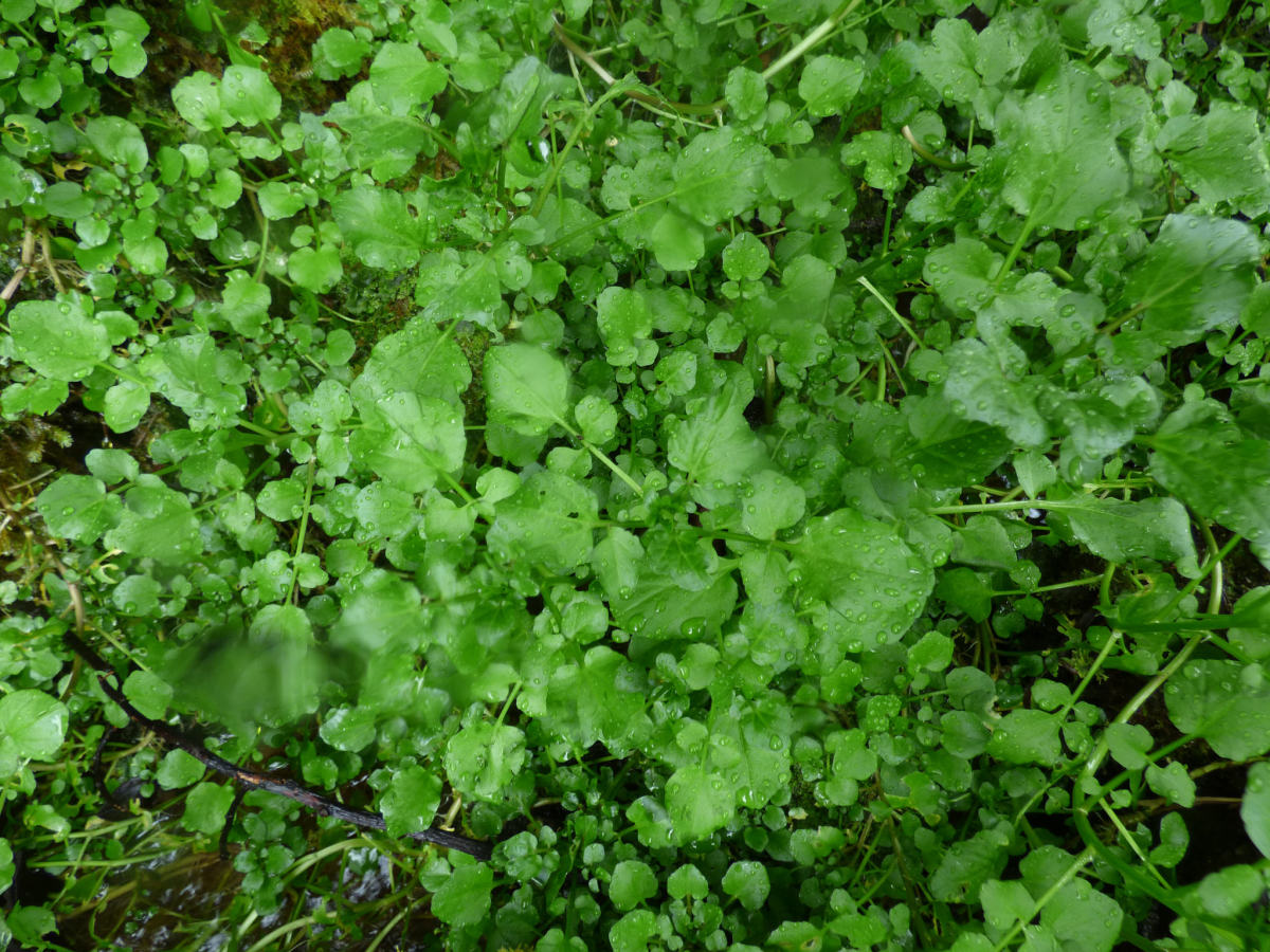 The Best Ever Fennel and Watercress Salad - HubPages