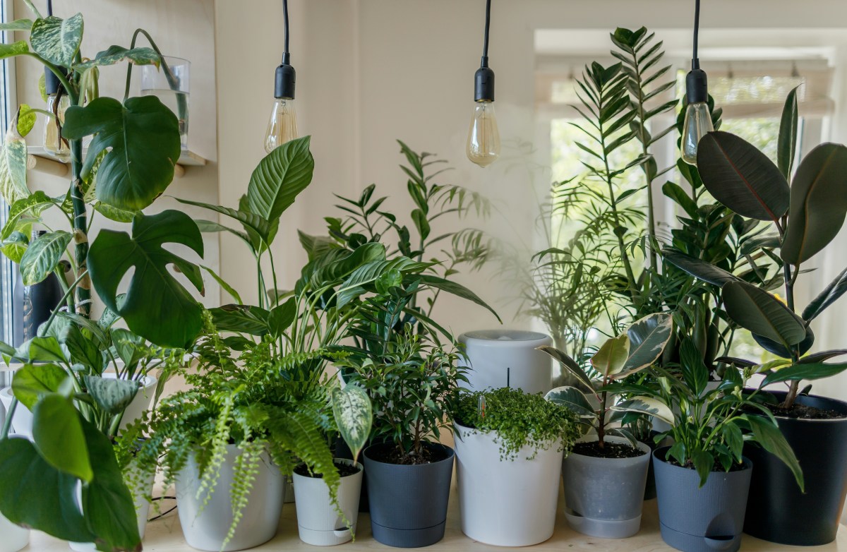 5 Easy Houseplants Anyone Can Grow