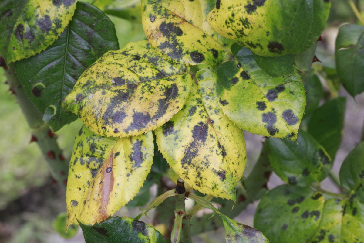 My Roses Have Black Spot! What Can I Do? HubPages