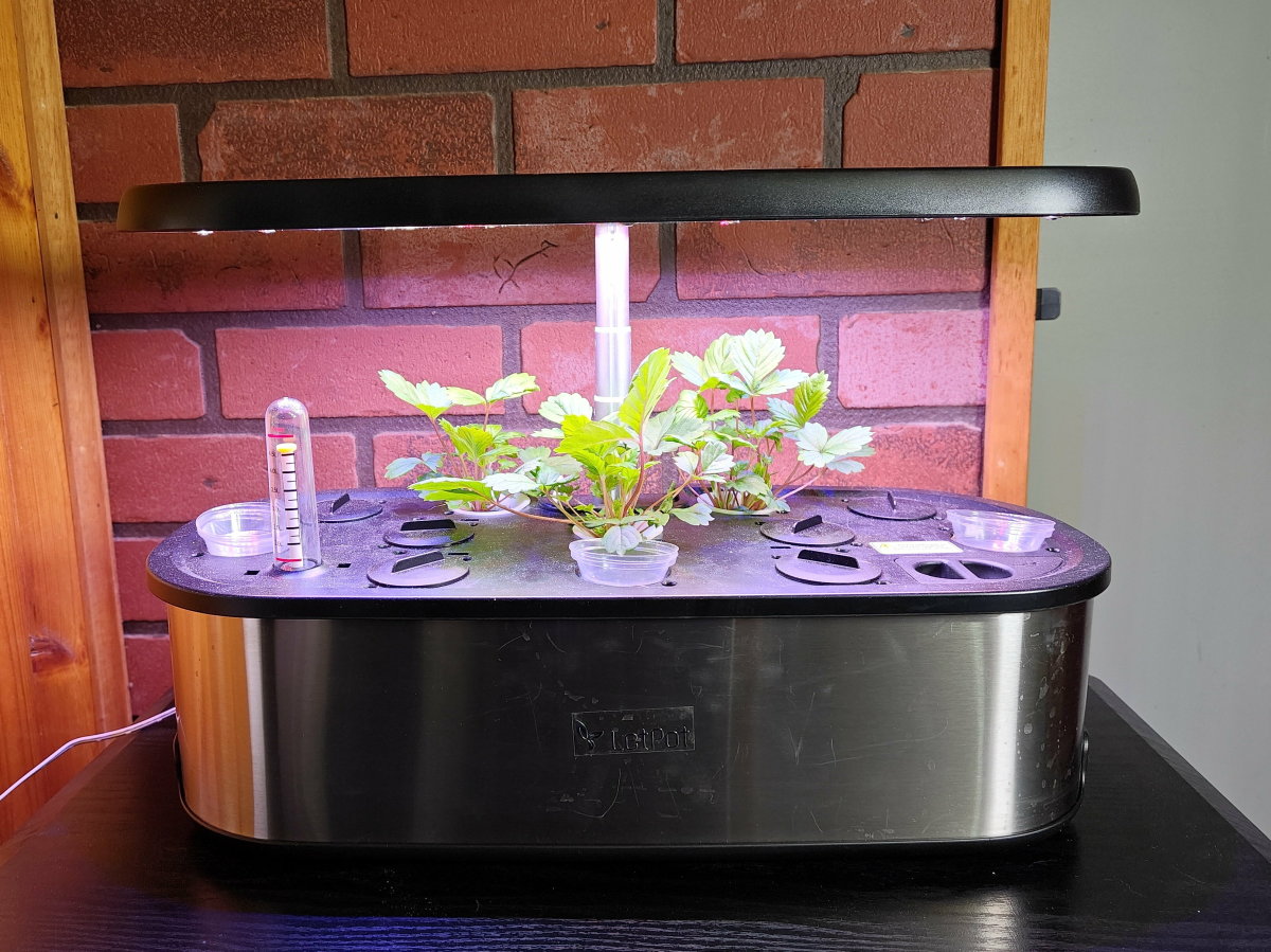 Experimenting With the LetPot Senior Hydroponic Growing System
