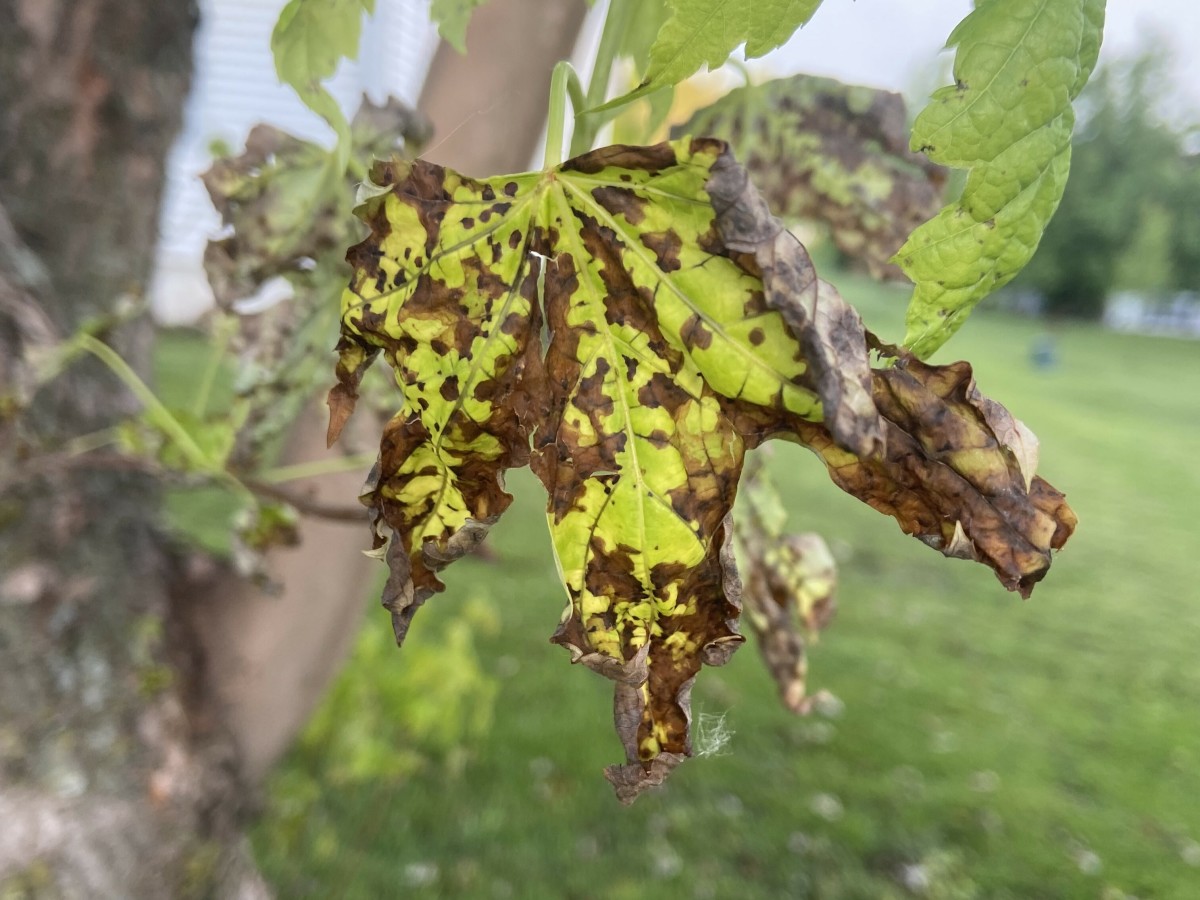 Fungal Problems and Spotty Leaves: Identifying and Controlling Maple Tree Diseases