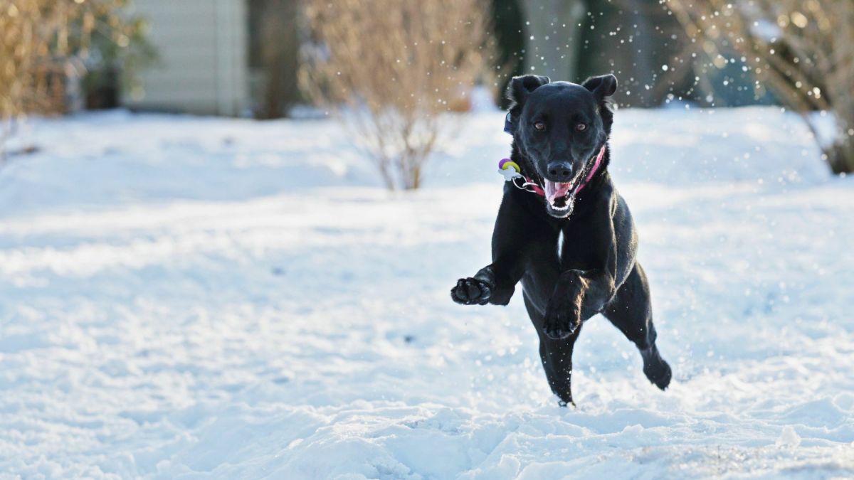 How to Deal With a Dog Who Gets Too Excited Before Walks