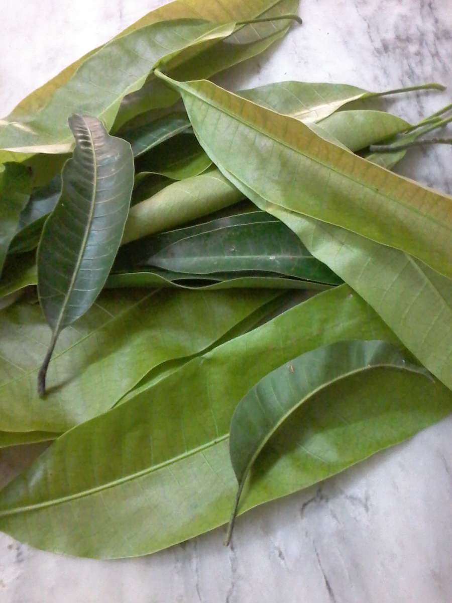 Experiencing Healing With Mango Leaves