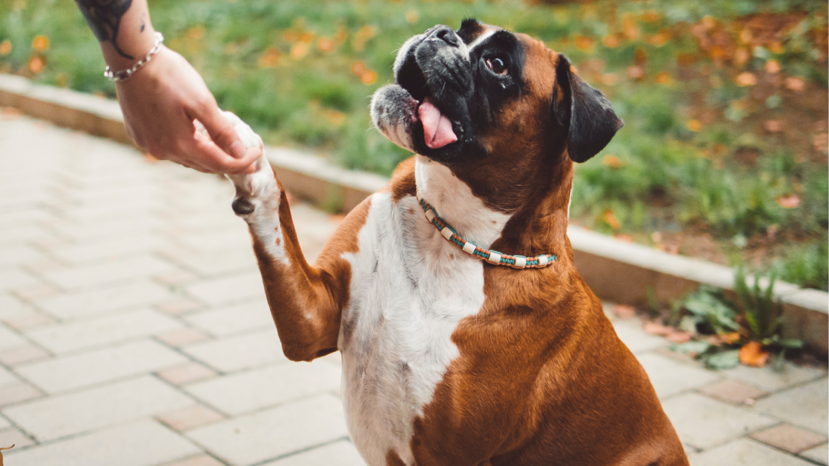 How Can I Stop My Dog From Pawing at Me? HubPages