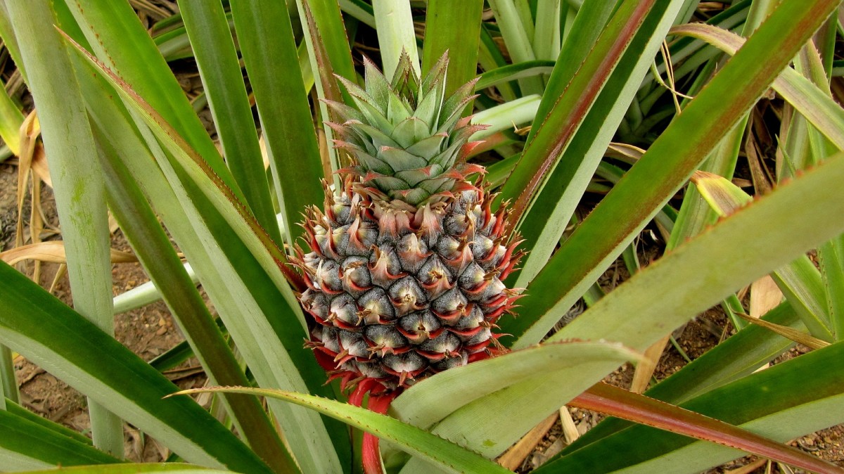 How to Grow Pineapple Plants