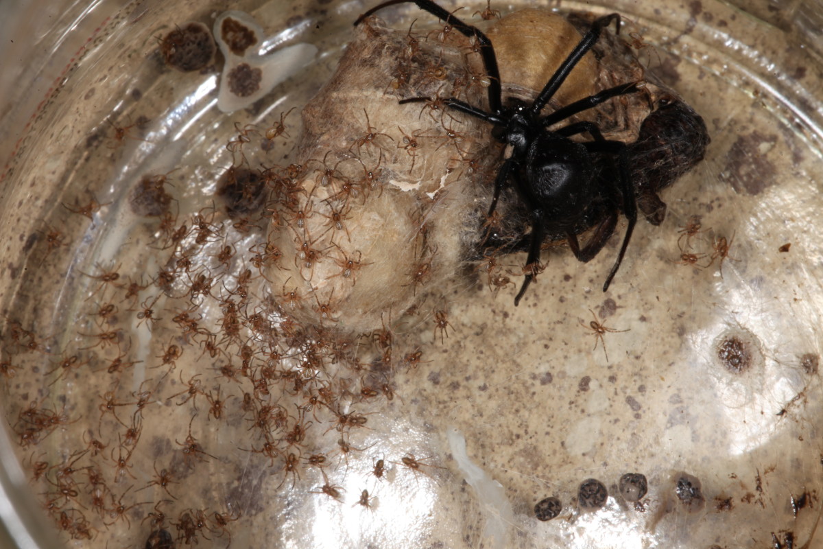 Black Widows in Spring - HubPages