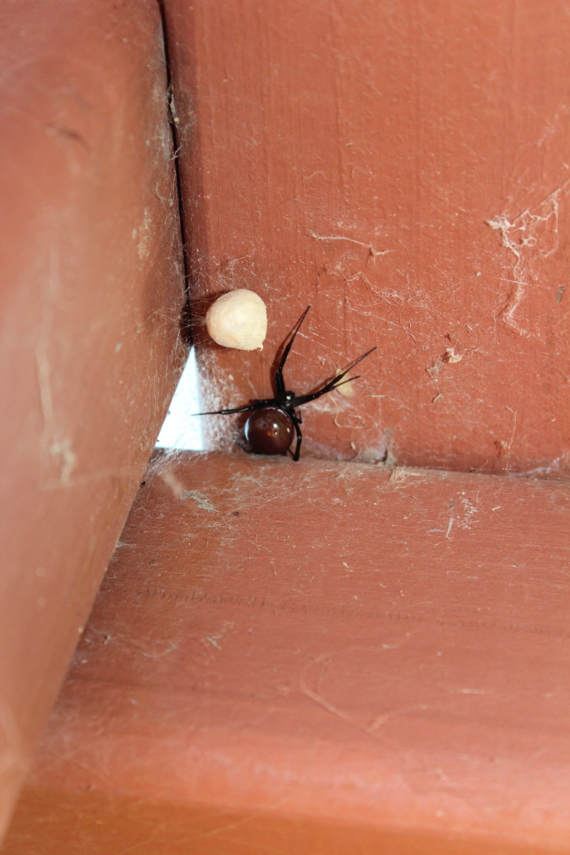 Black Widows in Spring