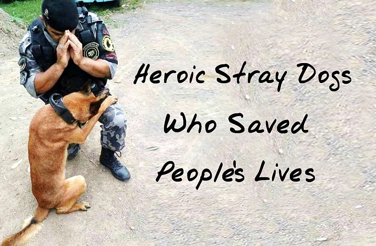 15 Heroic Stray Dogs Who Saved People's Lives