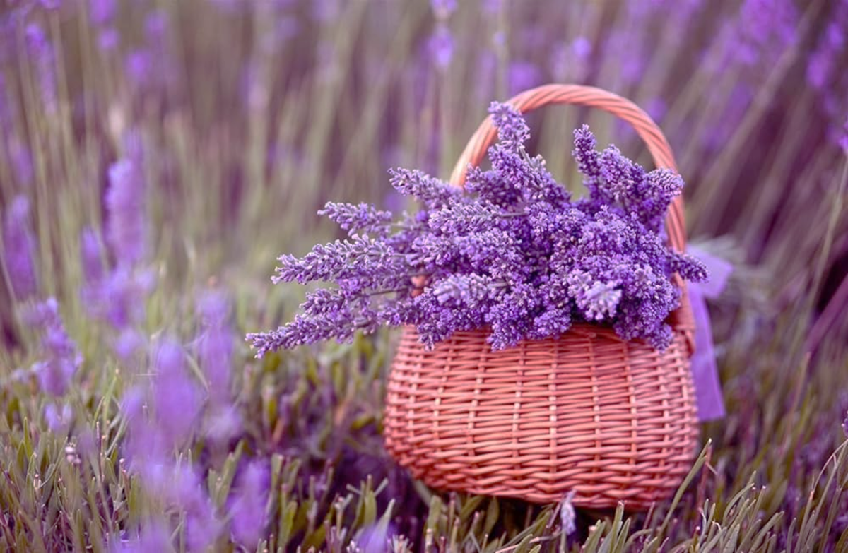 15 Mosquito Repellent Plants - HubPages