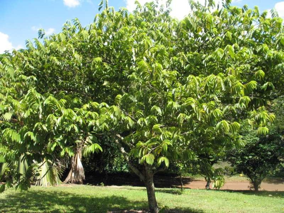 Facts About Custard Apple Trees-Description and Uses