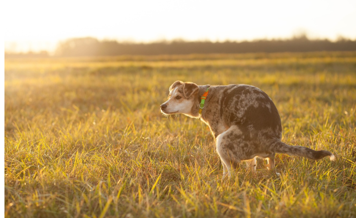 Imodium for Dogs With Diarrhea 5 Risks to Consider PetHelpful