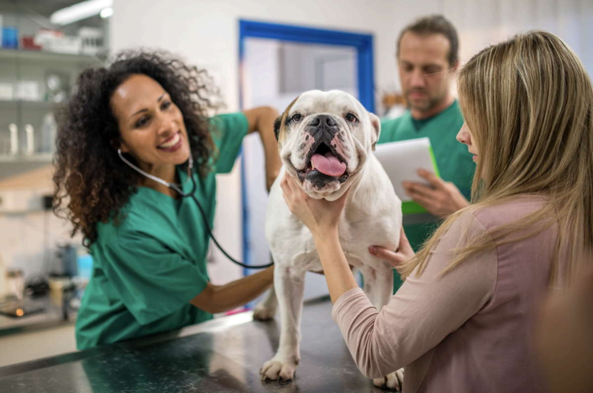 Why Are Veterinarians So Expensive? Understanding the Costs of Veterinary Care