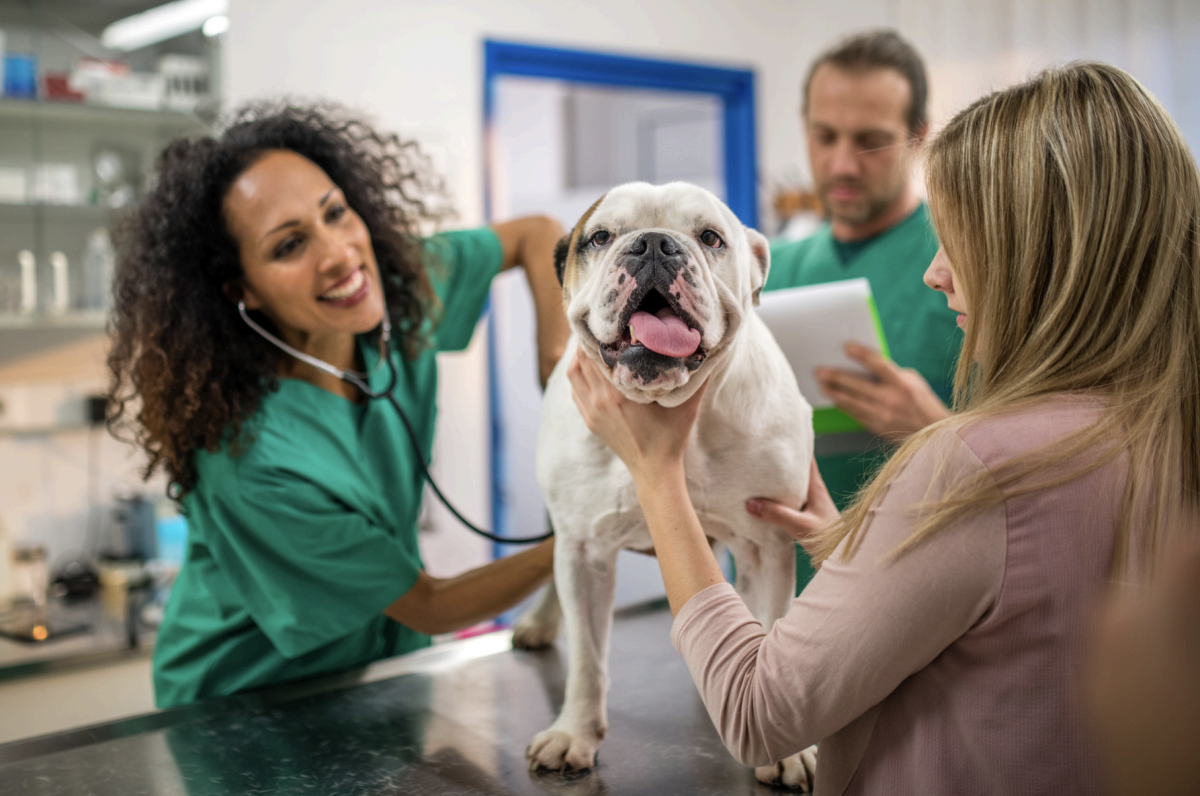 Why Is Vet Care so Expensive? Understanding the Costs of Veterinary Care.