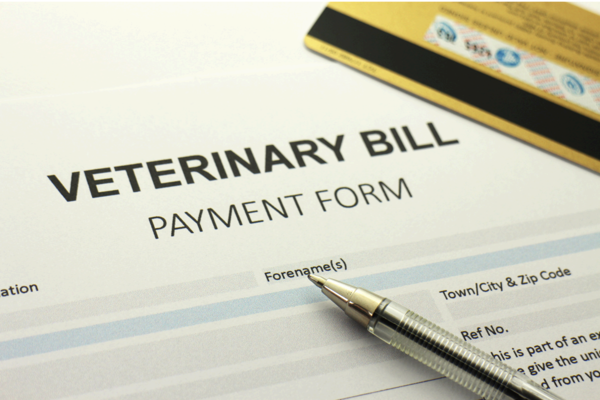 Why Are Veterinarians So Expensive? Understanding the Costs of