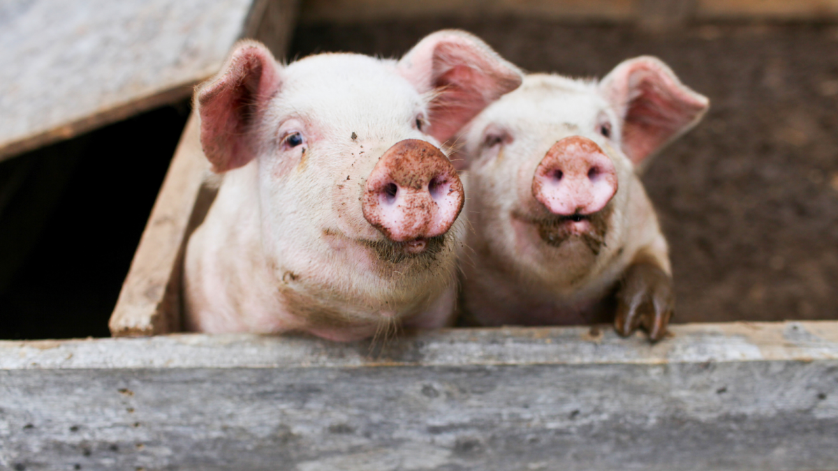 100+ Pig-Pen Name Ideas (From Pork Avenue to Swine Lake)