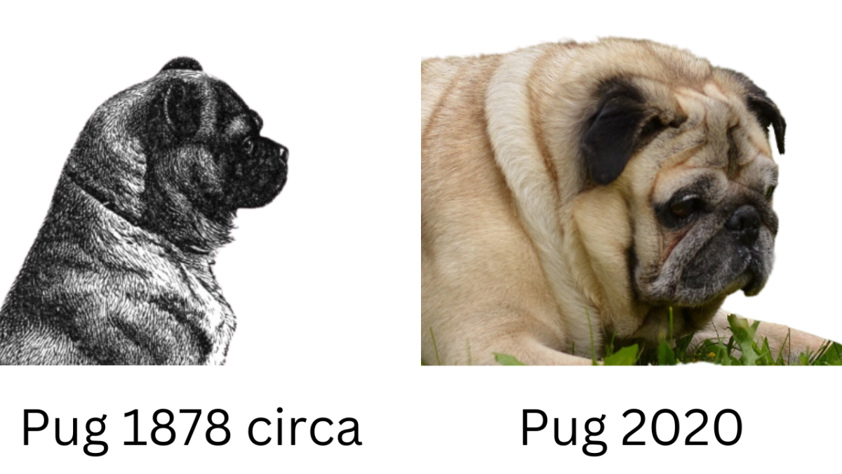 How Is a Pug's Skull Different From a Normal Dog? - HubPages