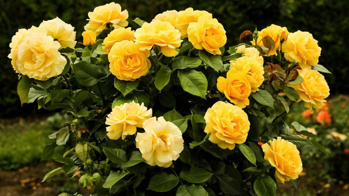 100 Different Types of Roses - Dengarden