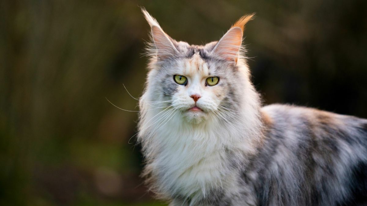 15 Rare Cat Breeds With Unique Features and Characteristics
