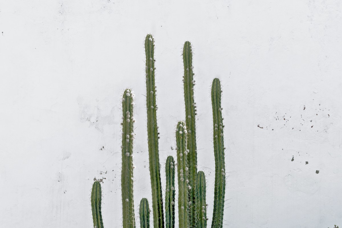 What to Do When Your Cactus Outgrows Your Home