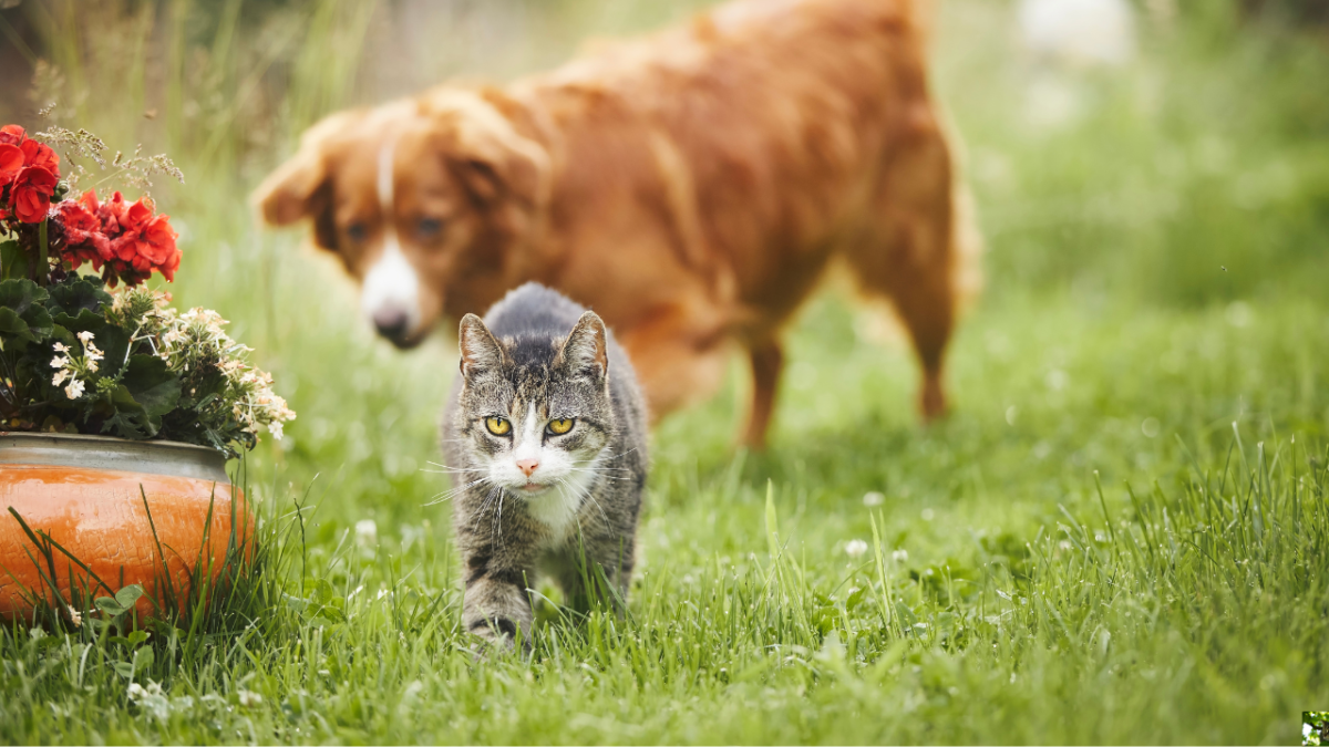 What Research Reveals About the Relationships Between Cats and Dogs