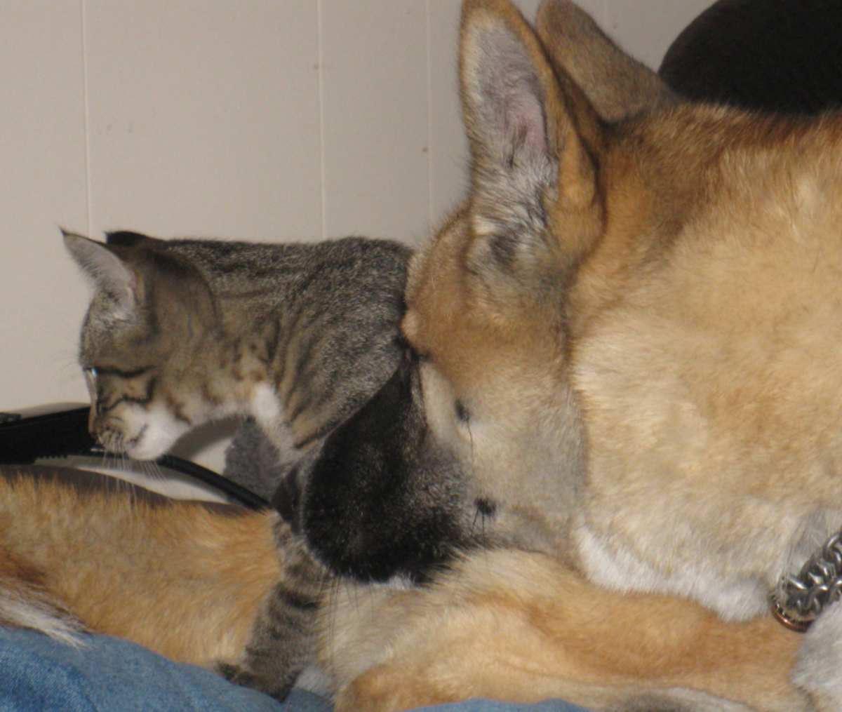 What Research Reveals About the Relationships Between Cats and Dogs