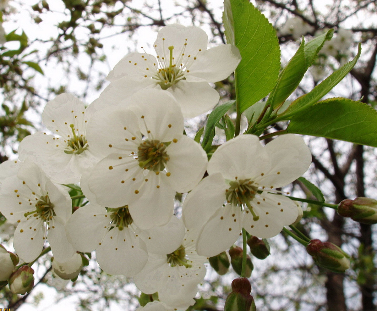 Fruit Tree Pruning Guide by Year: Tailoring Trimming for Optimal Growth