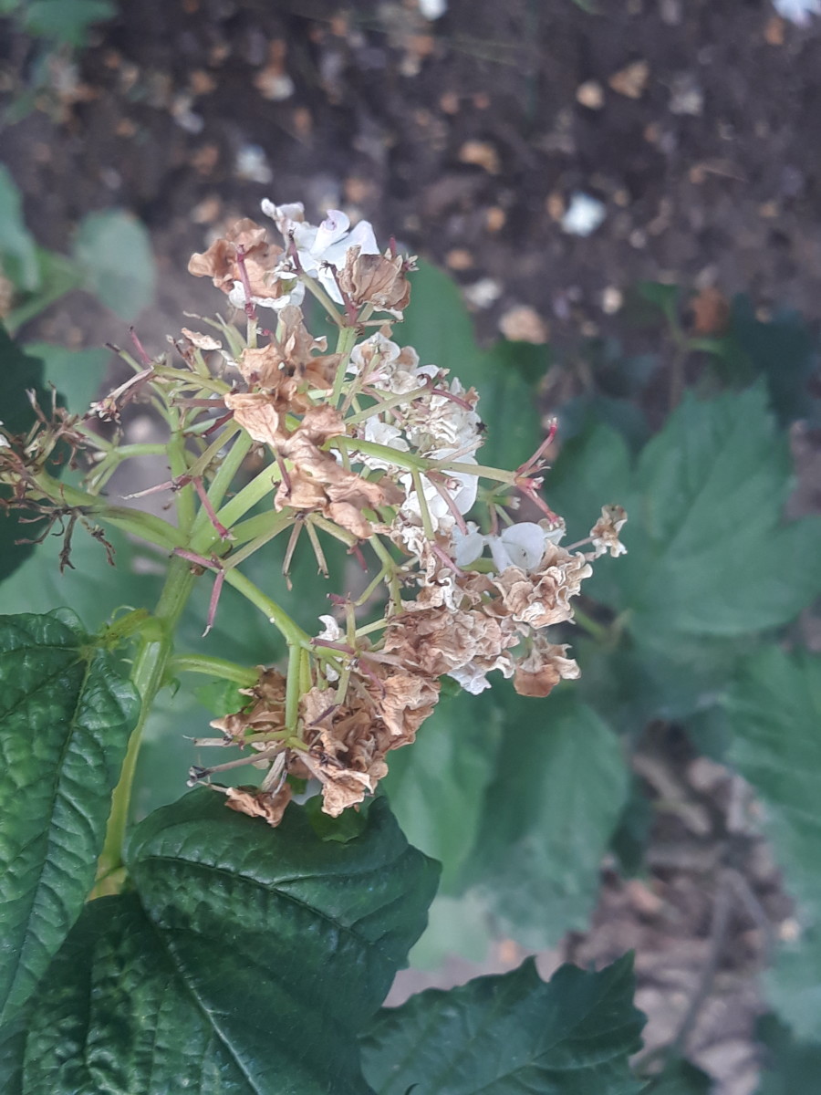 How to Save Your Beautiful Viburnum Blossoms Dengarden