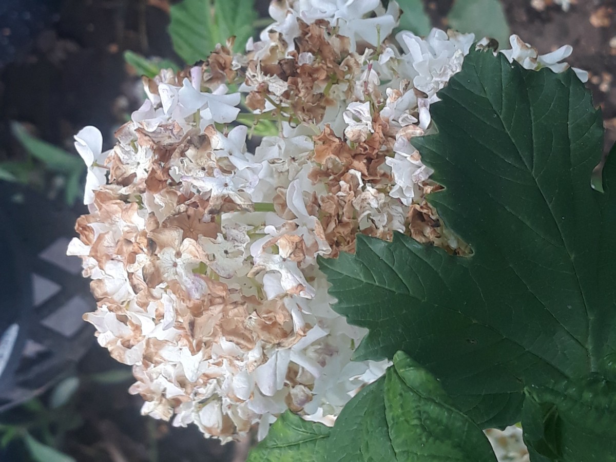 How to Save Your Beautiful Viburnum Blossoms