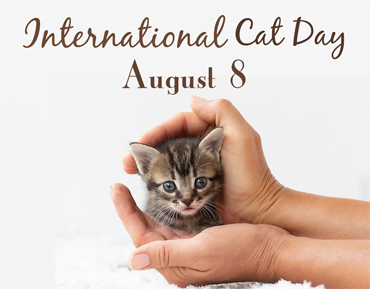 International Cat Day: 50+ Cat Day Quotes And Wishes