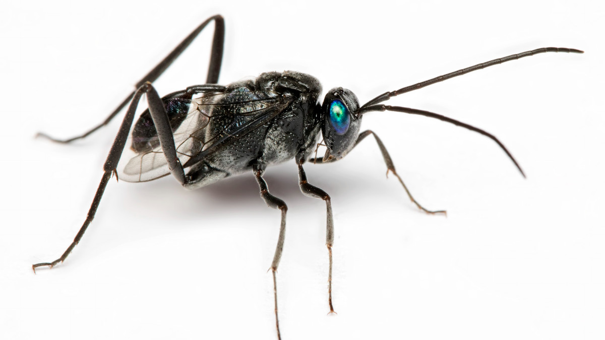Ensign Wasps: Parasitic, Predatory, but Harmless to Humans