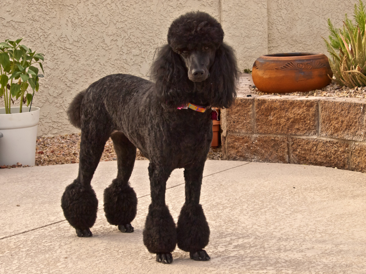 The Black Poodle 101: Facts, History and More