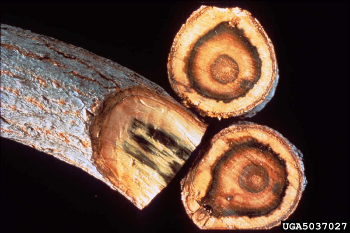 What Is Killing My Viburnum Branch by Branch? HubPages