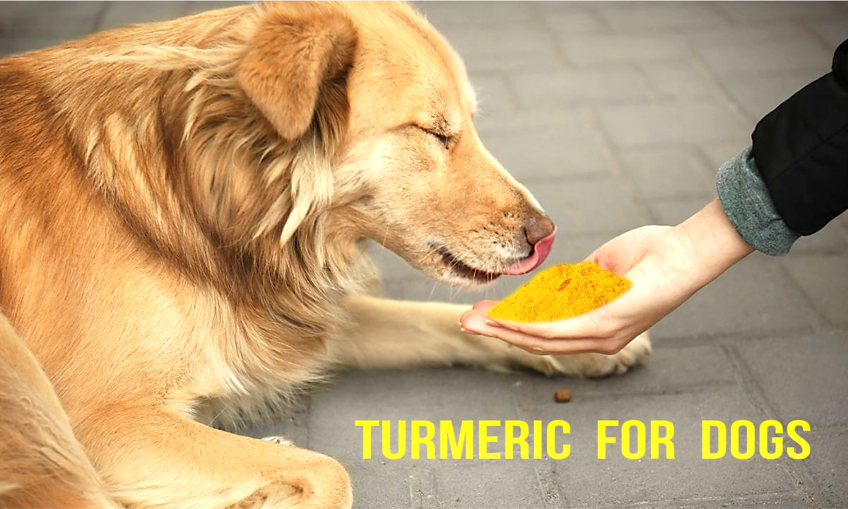 Surprising Health Benefits of Turmeric for Dogs HubPages