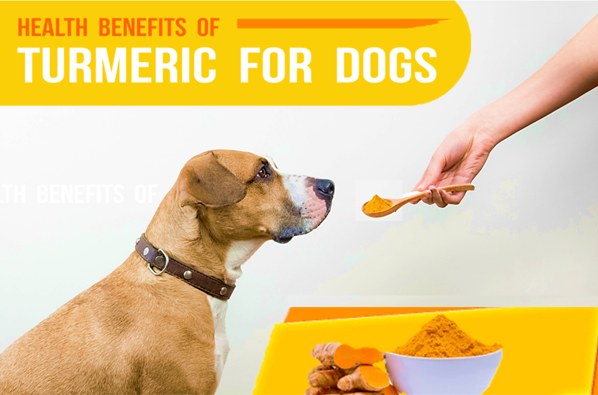 Surprising Health Benefits of Turmeric for Dogs