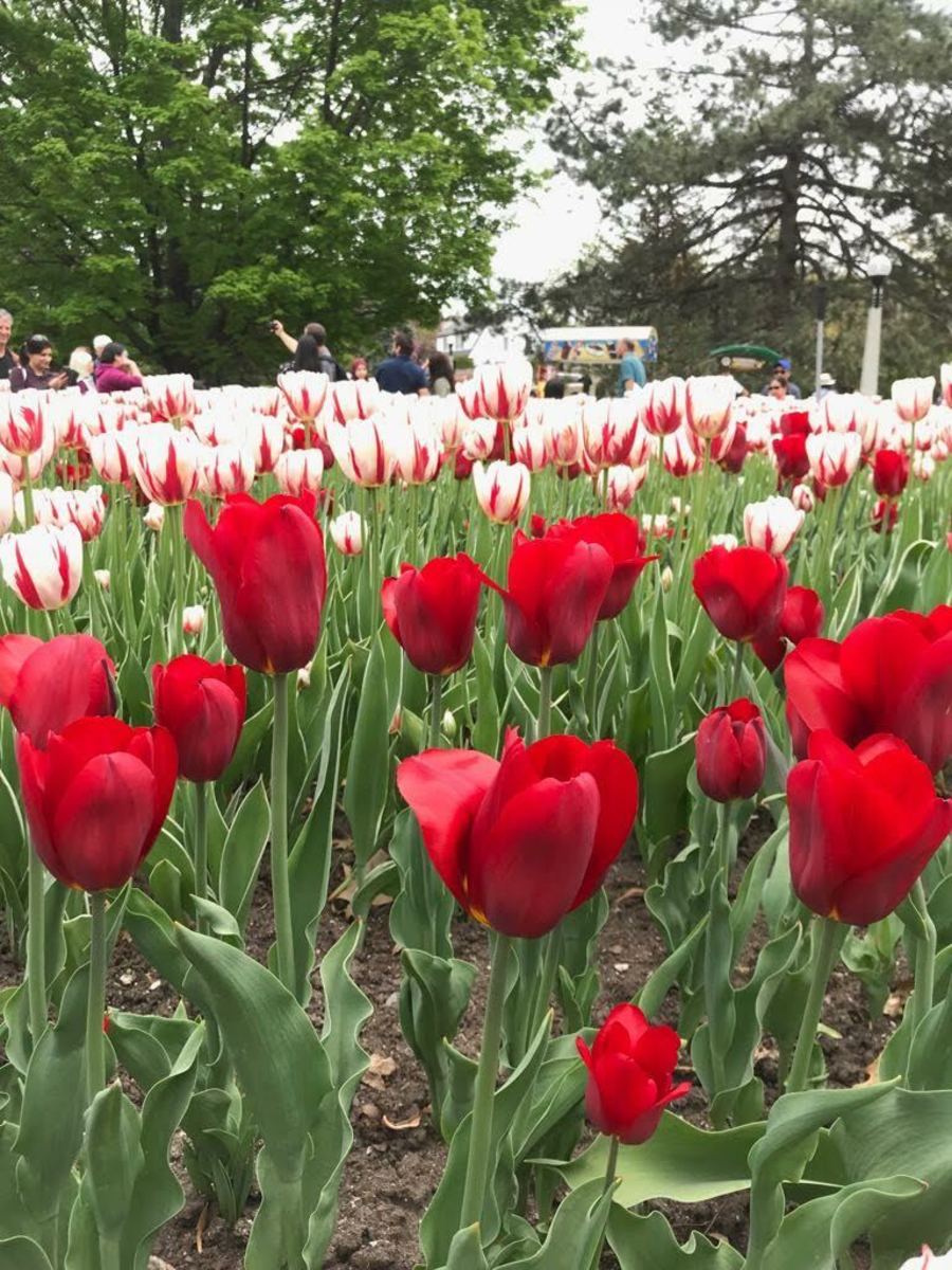 Exploring the Belfast Tulip Fields on Prince Edward Island - WanderWisdom